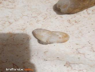اضغط على الصورة لعرض أكبر. 

الإسم:	Image-7819.jpg 
مشاهدات:	653 
الحجم:	76.9 كيلوبايت 
الهوية:	851409