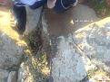 اضغط على الصورة لعرض أكبر. 

الإسم:	DSC00008.JPG 
مشاهدات:	128 
الحجم:	445.5 كيلوبايت 
الهوية:	729799