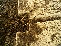 اضغط على الصورة لعرض أكبر. 

الإسم:	Photos-0131.jpg 
مشاهدات:	202 
الحجم:	80.2 كيلوبايت 
الهوية:	755261