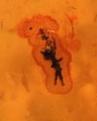 اضغط على الصورة لعرض أكبر. 

الإسم:	&#1589;&#1608;&#1585;&#1577; &#1601;&#1610; &#1575;&#1604;&#1581;&#1580;&#1585;.JPG 
مشاهدات:	183 
الحجم:	15.3 كيلوبايت 
الهوية:	762013