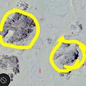 اضغط على الصورة لعرض أكبر. 

الإسم:	USER_SCOPED_TEMP_DATA_orca-image--879977297-1.jpg 
مشاهدات:	341 
الحجم:	107.0 كيلوبايت 
الهوية:	861914